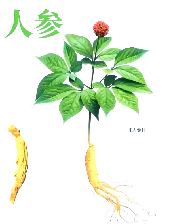 Ginseng (人参)