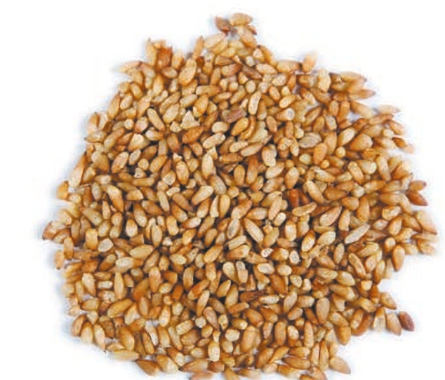 Platycladus Seed (柏子仁)